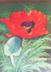 Klaprozen